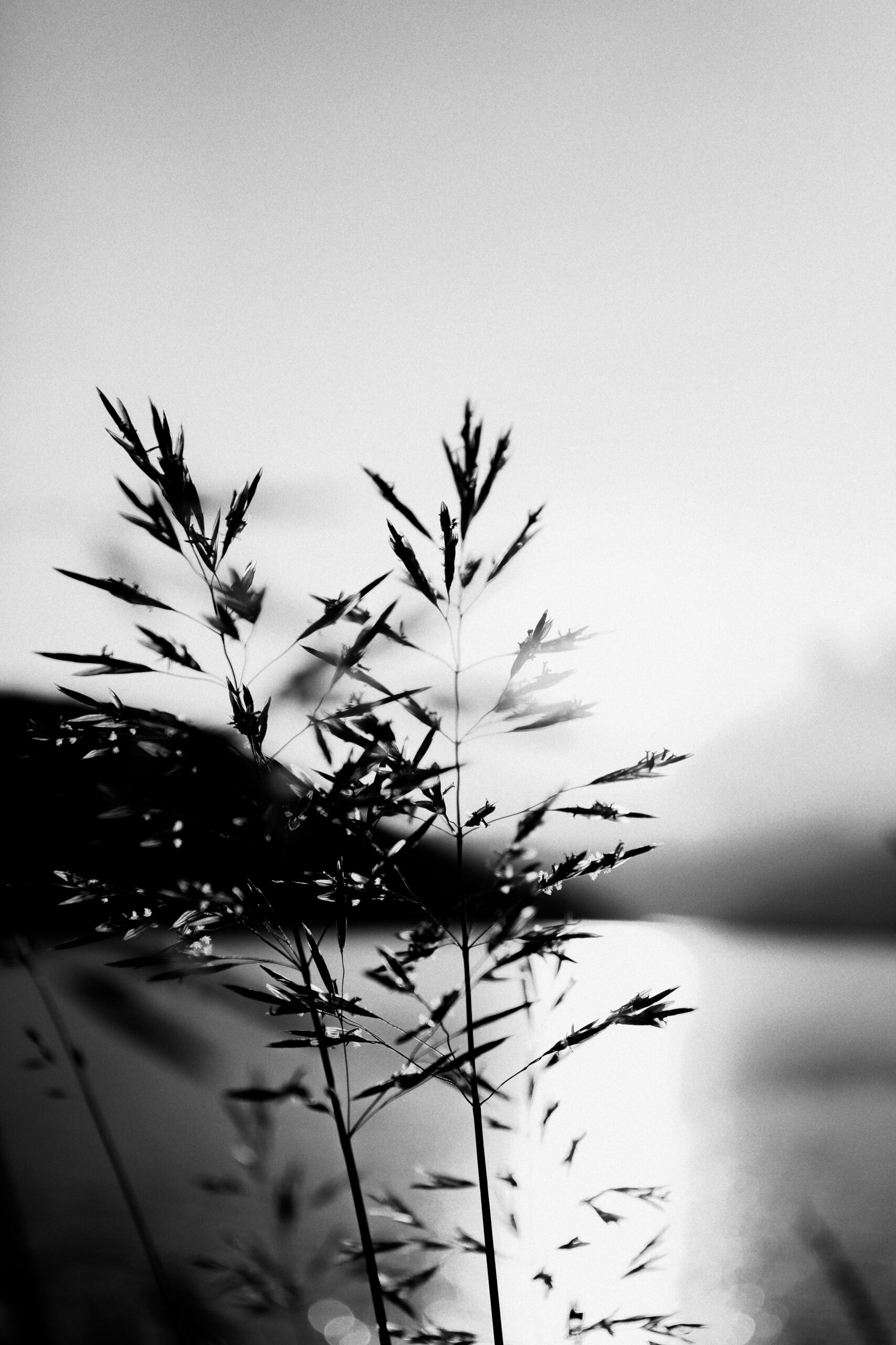 The Bloom of Shadows