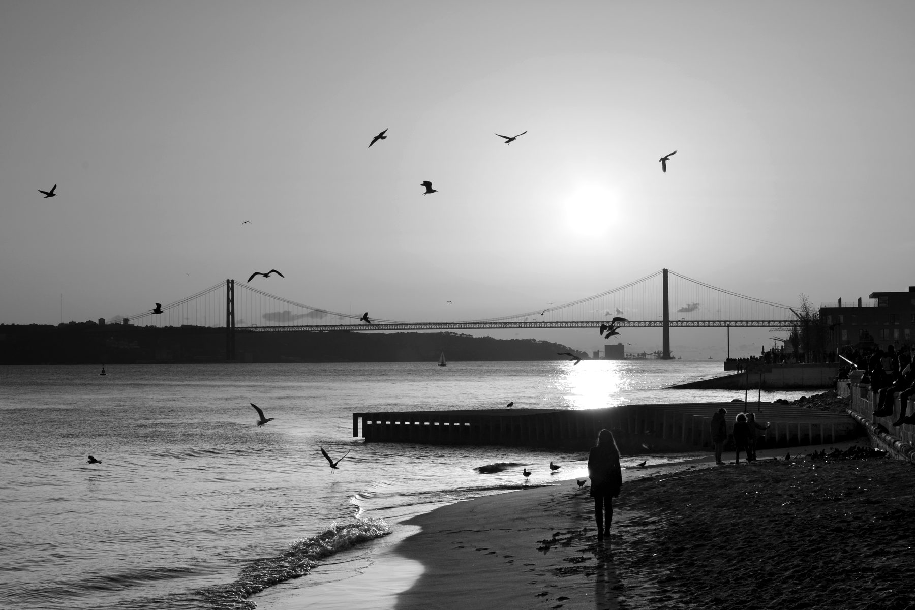 Gulls over the Tagus river at sunset
